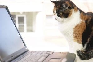 cat at computer