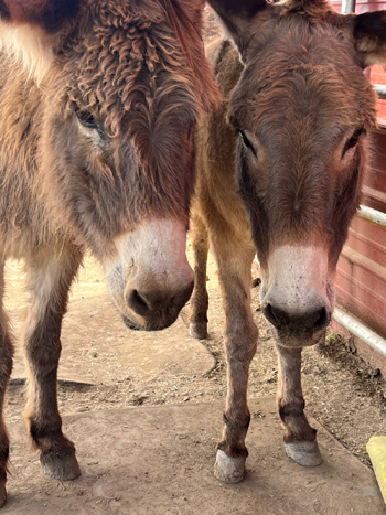 2 donkeys in Springville, CA.