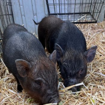 2 pigs.